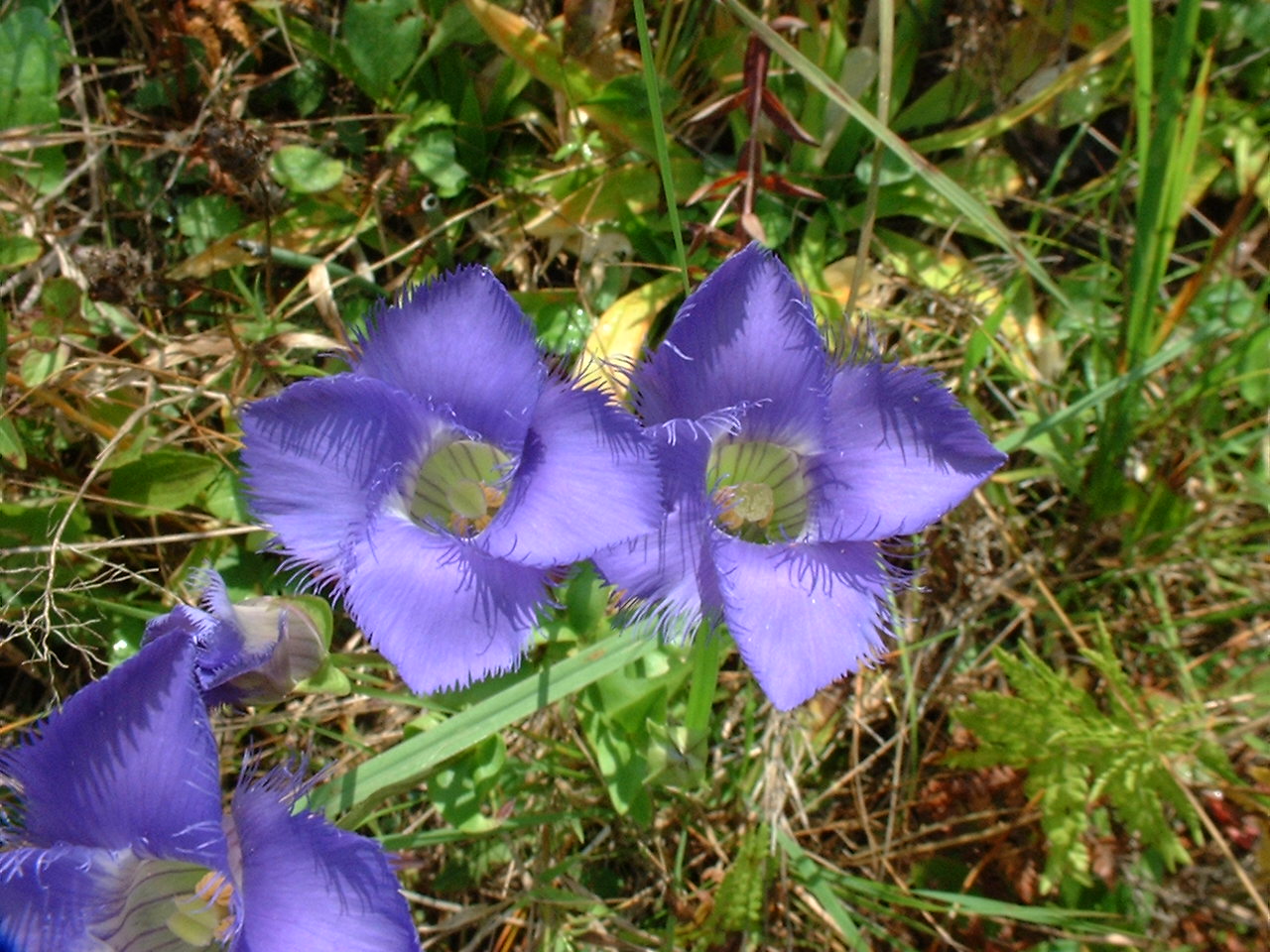 Gentianopsis crinita